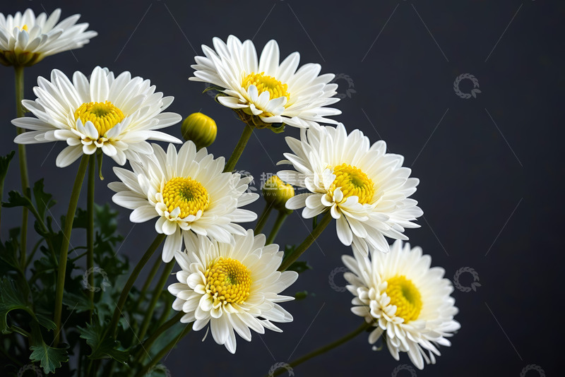 高清大图下载【趣麦麦图】白色雏菊特写