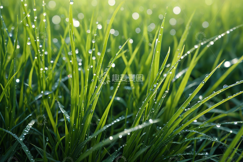 高清大图下载【趣麦麦图】带露珠的绿色青草特写