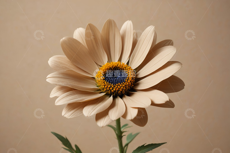 高清大图下载【趣麦麦图】米色花朵特写素材