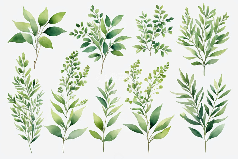 高清大图下载【趣麦麦图】水彩风格绿色植物枝叶素材