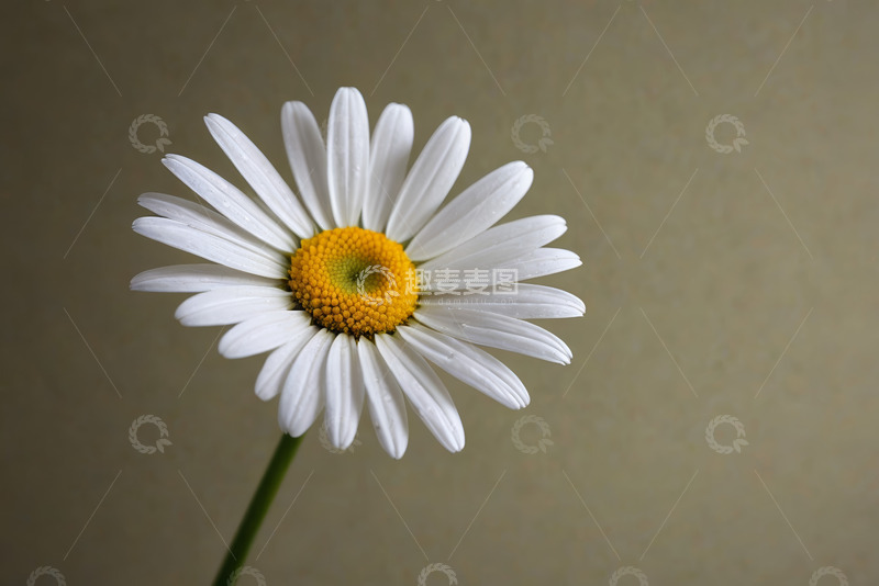 高清大图下载【趣麦麦图】特写白色雏菊花朵