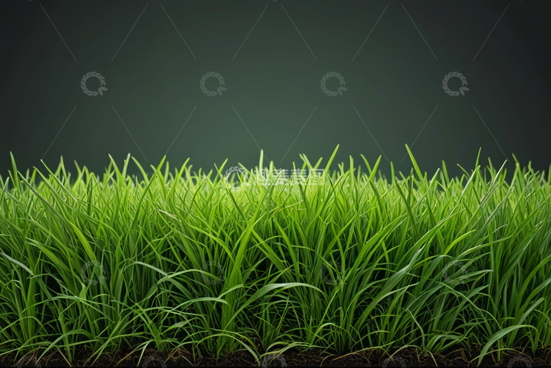 高清大图下载【趣麦麦图】翠绿青草特写