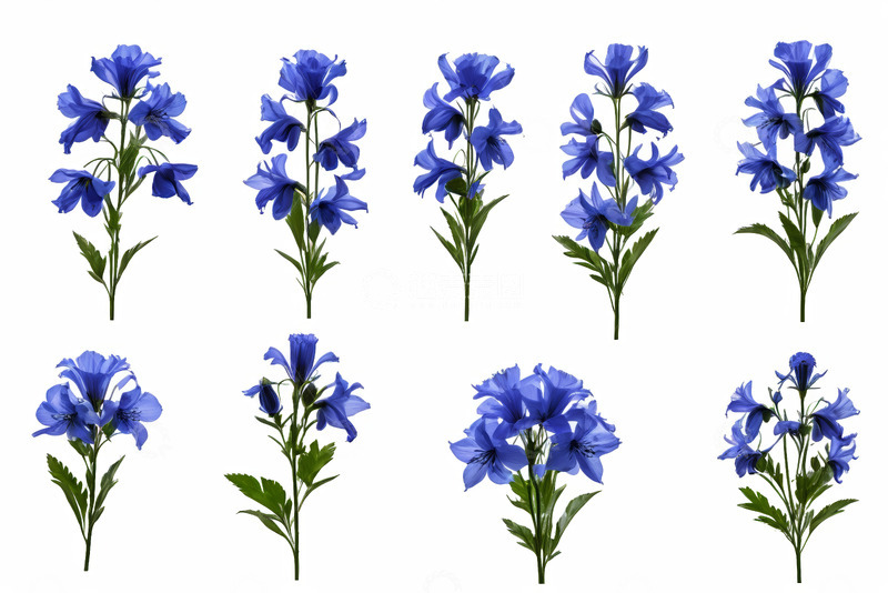 高清大图下载【趣麦麦图】蓝色花卉素材