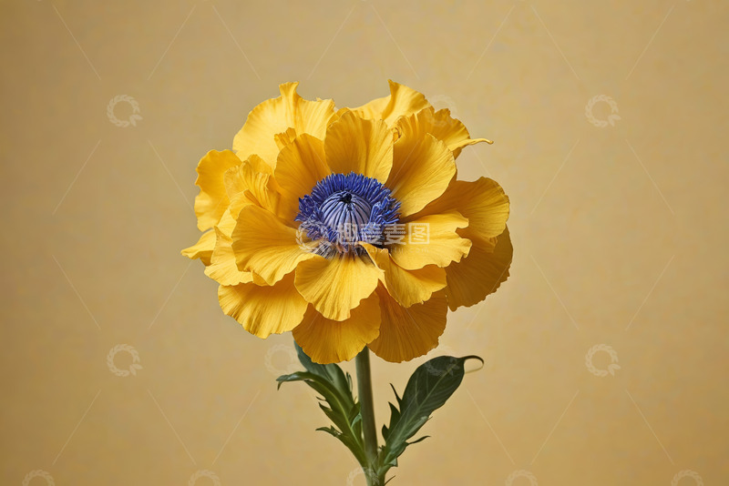 高清大图下载【趣麦麦图】黄色花朵特写