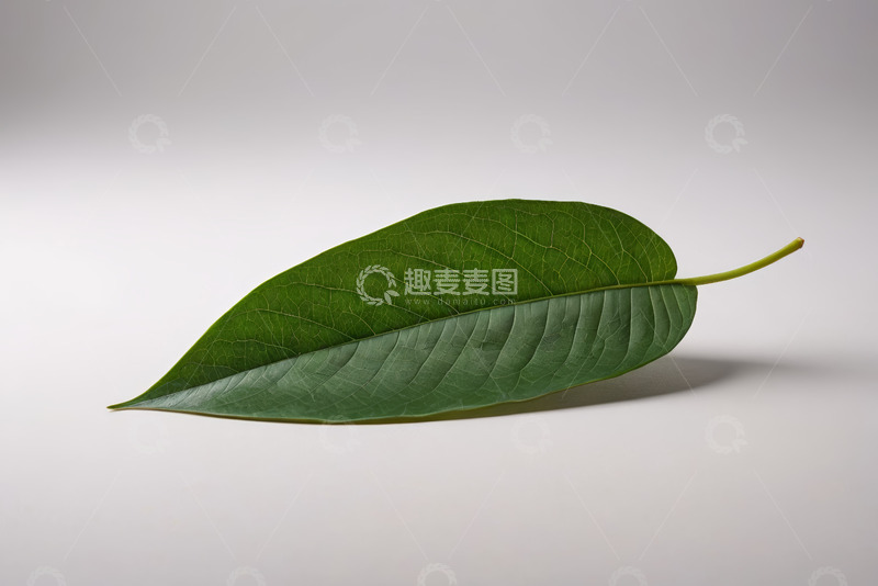 高清大图下载【趣麦麦图】单片绿叶特写素材