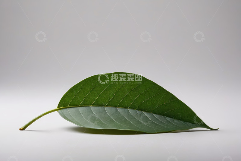 高清大图下载【趣麦麦图】绿色叶片特写素材