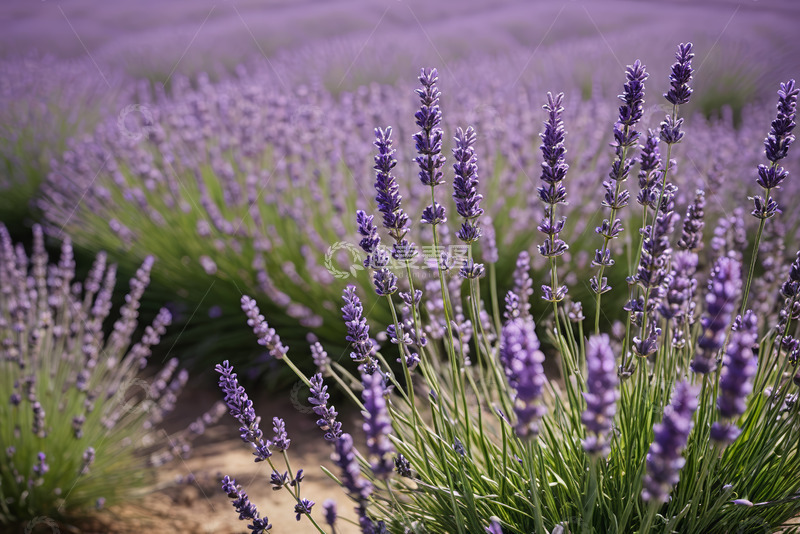 高清大图下载【趣麦麦图】紫色薰衣草花田自然景观