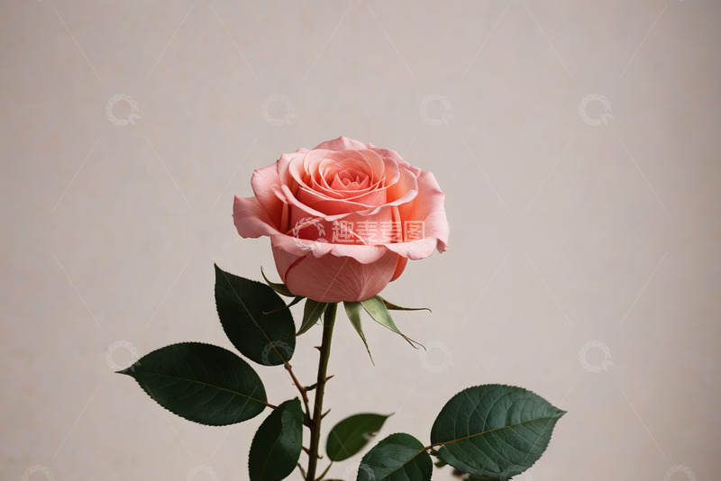 高清大图下载【趣麦麦图】单枝粉色玫瑰特写