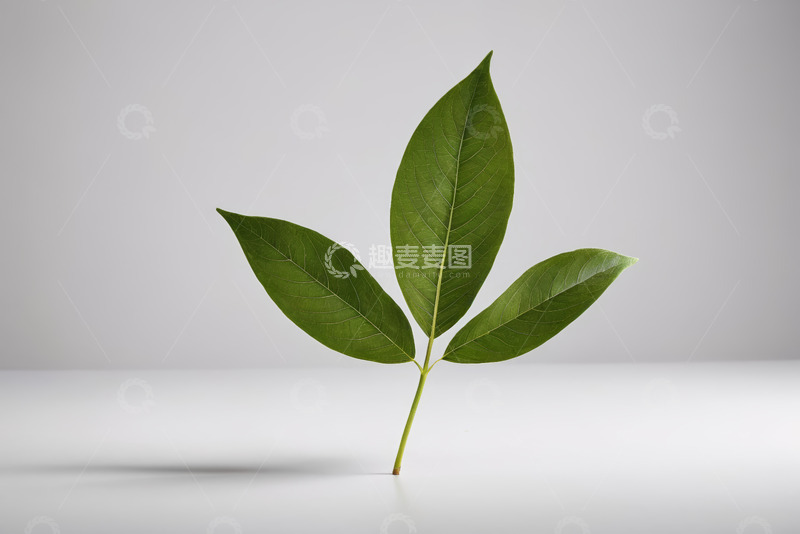 高清大图下载【趣麦麦图】绿色植物叶片特写