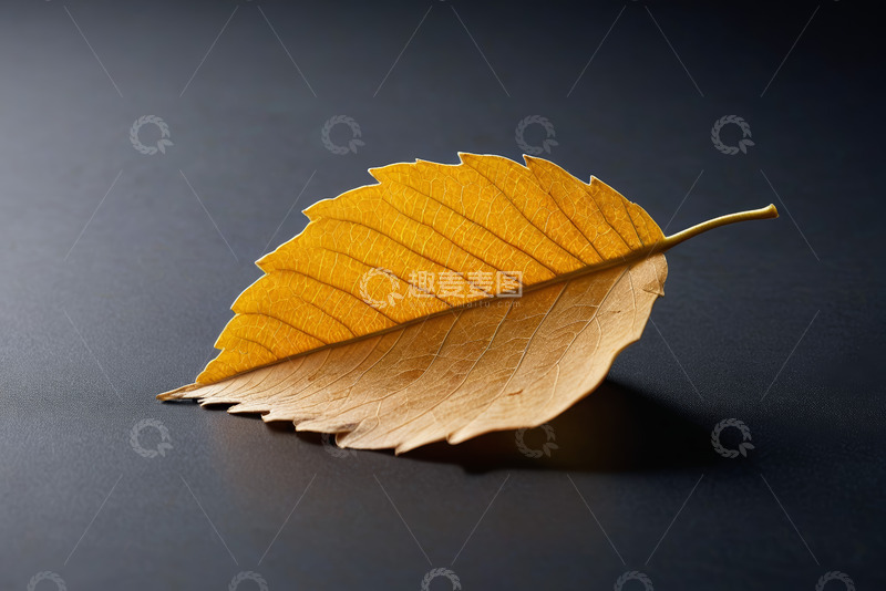 高清大图下载【趣麦麦图】单枚金黄秋叶特写