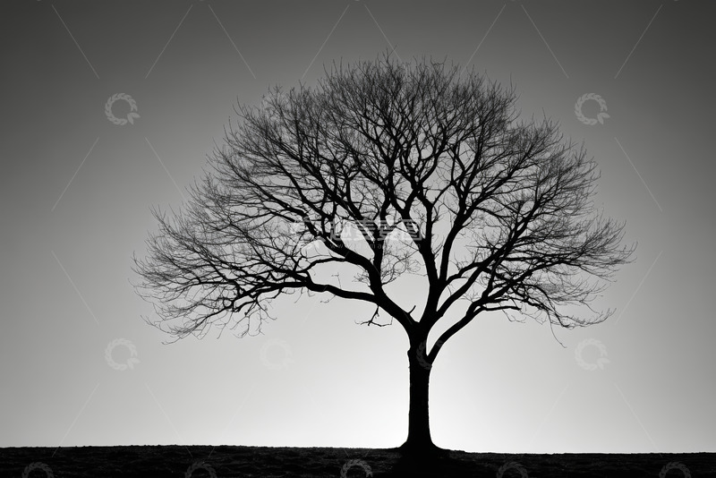 高清大图下载【趣麦麦图】黑白风格单棵树木远景