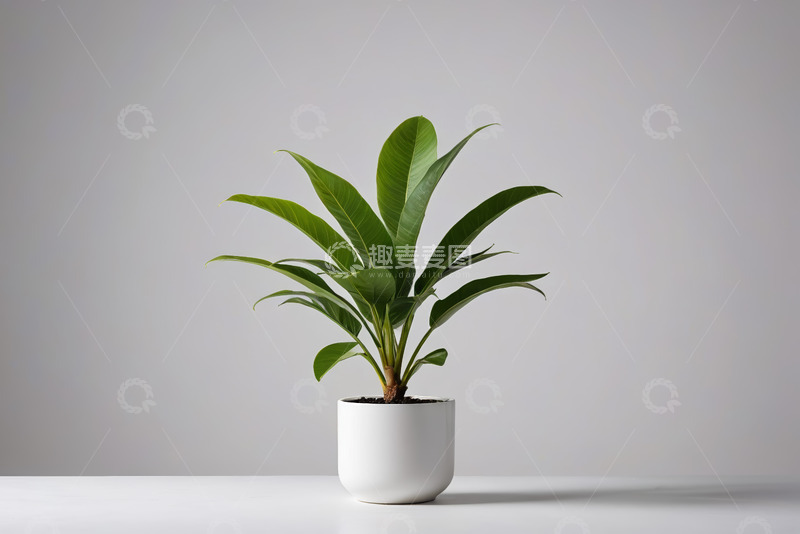 高清大图下载【趣麦麦图】白色花盆中绿色植物特写