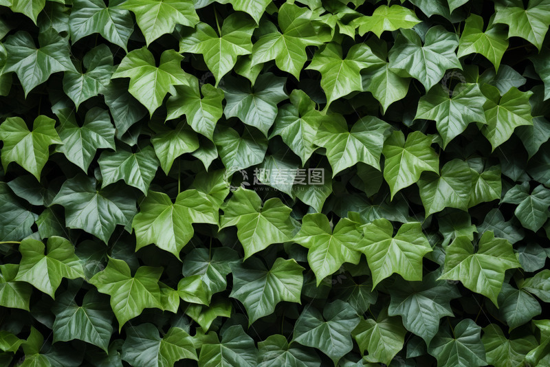 高清大图下载【趣麦麦图】绿叶植物背景纹理素材