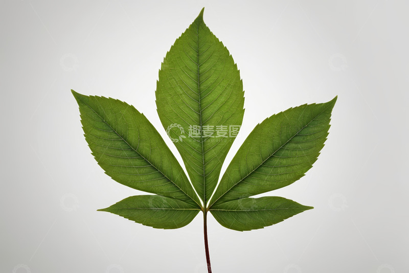 高清大图下载【趣麦麦图】绿色植物叶子特写