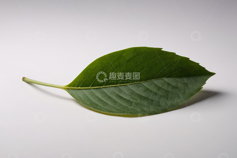 高清大图下载【趣麦麦图】单片绿叶特写