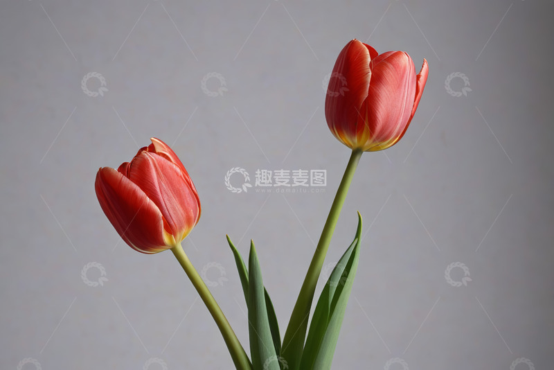 高清大图下载【趣麦麦图】两枝红色郁金香特写