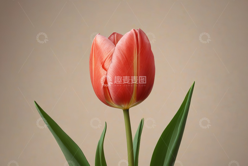 高清大图下载【趣麦麦图】红色郁金香特写