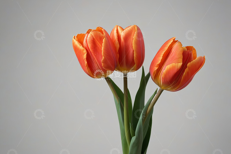 高清大图下载【趣麦麦图】三朵橙色郁金香特写