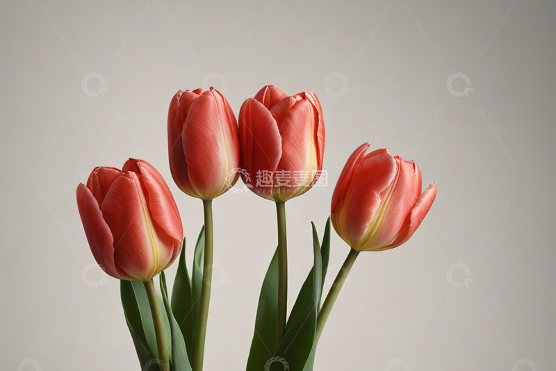 高清大图下载【趣麦麦图】红色郁金香特写