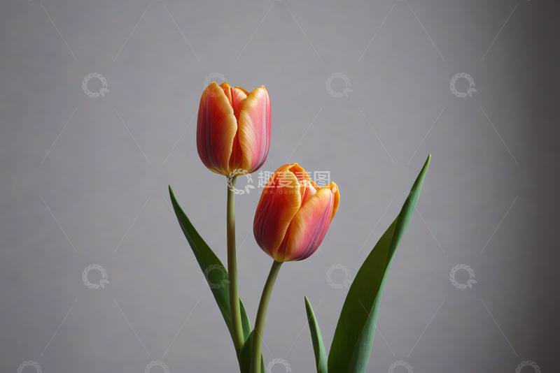 高清大图下载【趣麦麦图】两朵橙红色郁金香特写