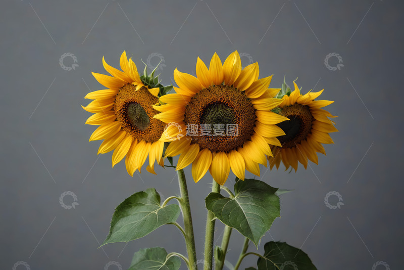 高清大图下载【趣麦麦图】三朵向日葵特写