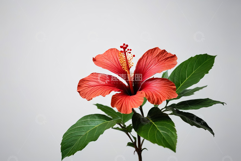 高清大图下载【趣麦麦图】红色扶桑花特写