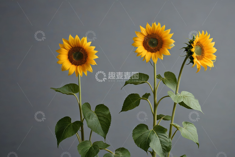 高清大图下载【趣麦麦图】三株向日葵特写