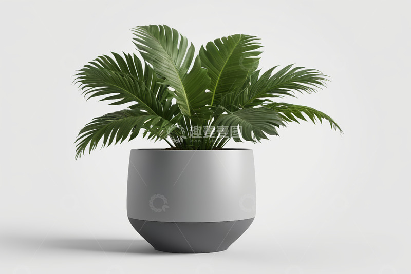 高清大图下载【趣麦麦图】灰色花盆中绿色植物特写