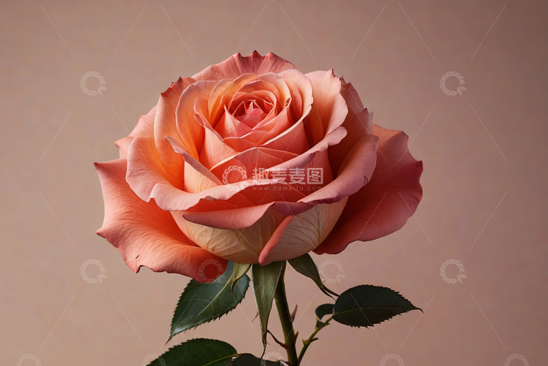 高清大图下载【趣麦麦图】单枝粉色玫瑰花特写