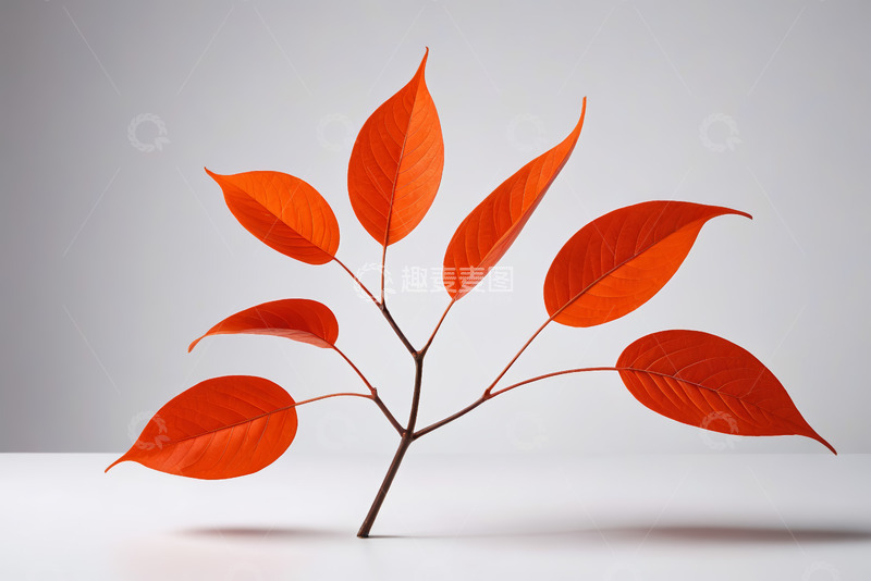 高清大图下载【趣麦麦图】橙红色树叶特写