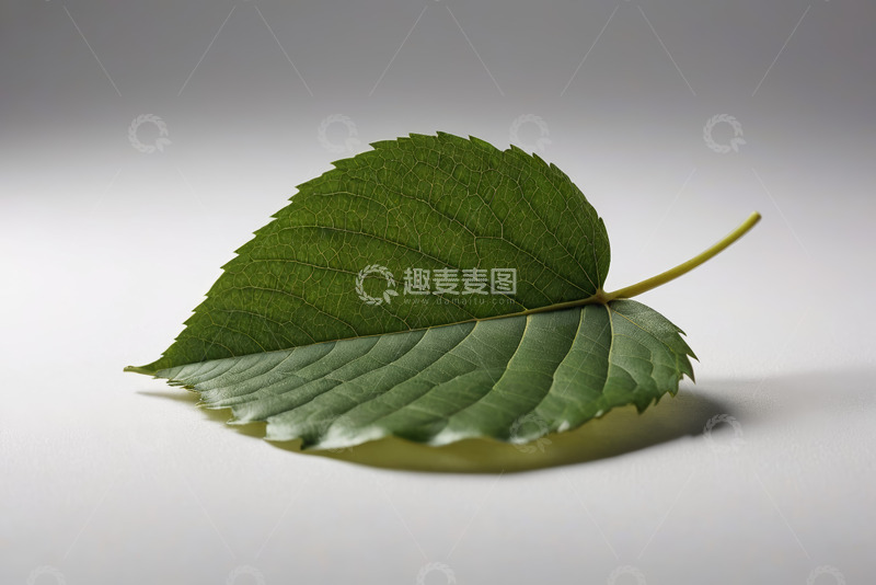 高清大图下载【趣麦麦图】绿色单枚叶片特写