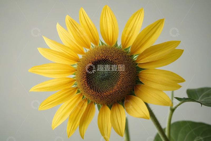 高清大图下载【趣麦麦图】黄色向日葵特写素材