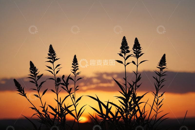 高清大图下载【趣麦麦图】夕阳下植物剪影