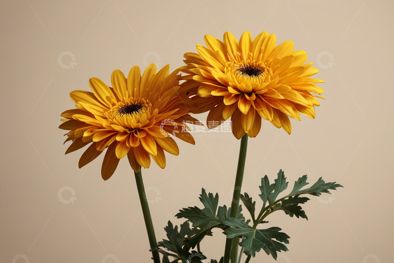 高清大图下载【趣麦麦图】两朵黄色菊花特写