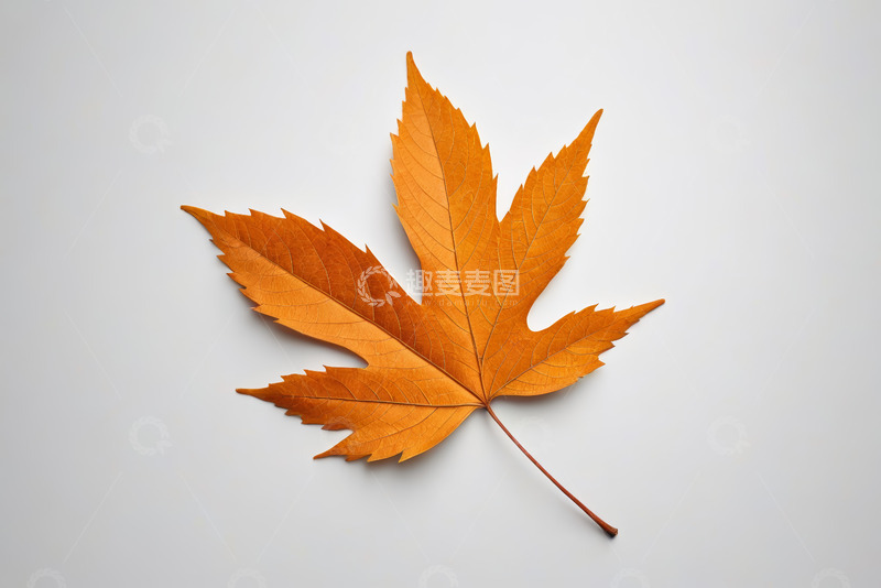 高清大图下载【趣麦麦图】橙色枫叶特写