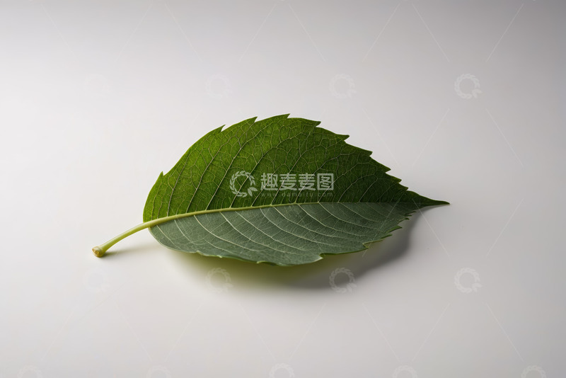 高清大图下载【趣麦麦图】绿叶特写静物素材