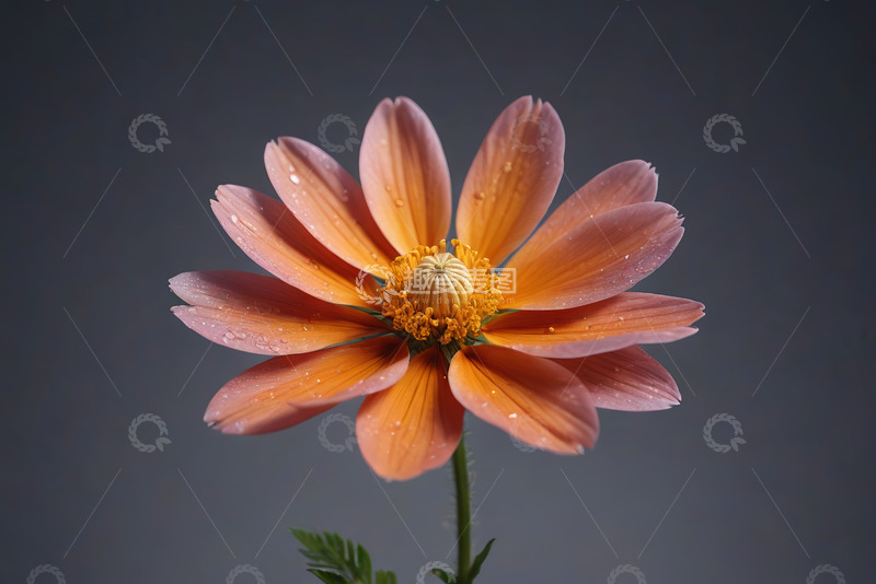 高清大图下载【趣麦麦图】单朵粉色花朵微距特写