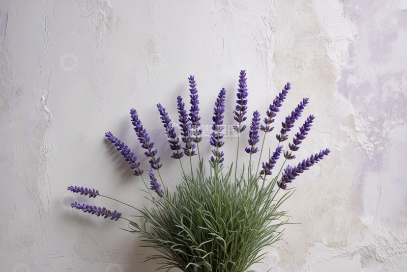 高清大图下载【趣麦麦图】白色背景前的紫色薰衣草花束
