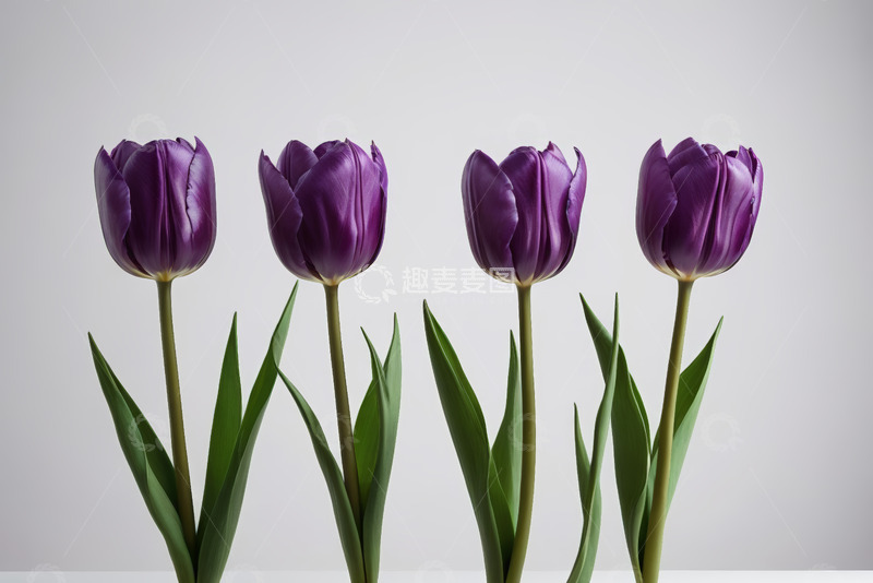 高清大图下载【趣麦麦图】紫色郁金香花卉特写