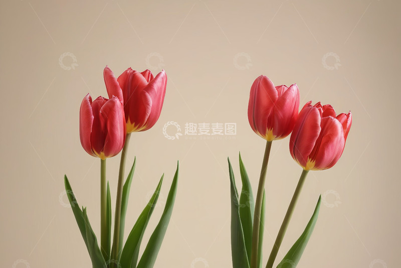 高清大图下载【趣麦麦图】红色郁金香花卉特写