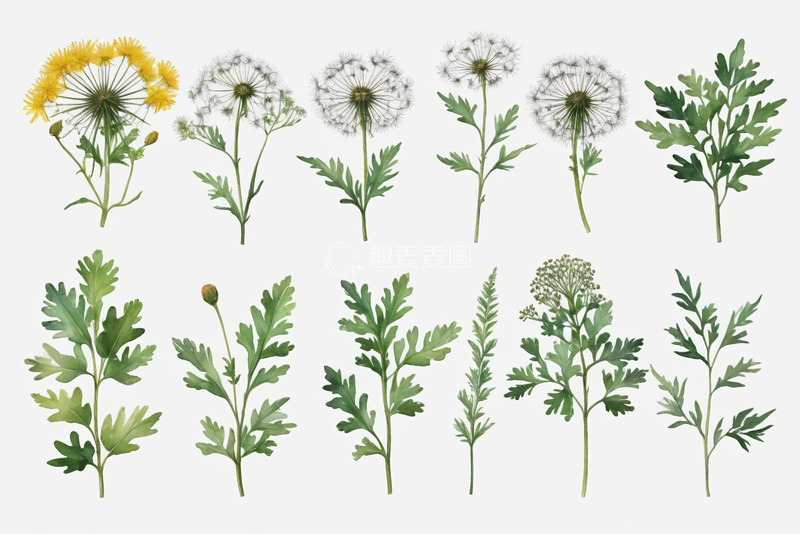 高清大图下载【趣麦麦图】蒲公英与绿叶植物素材