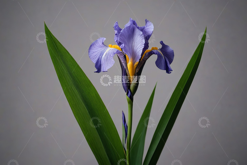 高清大图下载【趣麦麦图】紫色鸢尾花特写