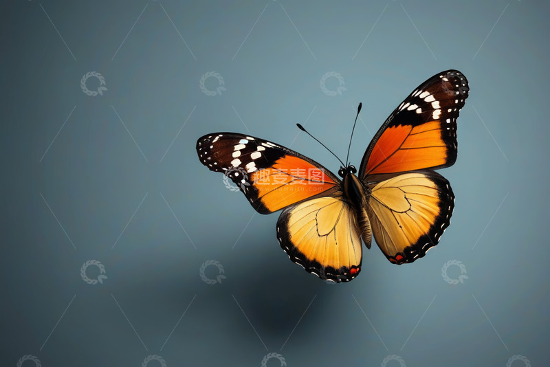 高清大图下载【趣麦麦图】橙黑相间蝴蝶特写