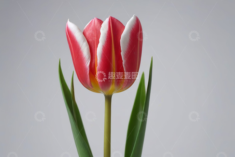 高清大图下载【趣麦麦图】红白相间郁金香特写