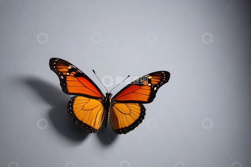 高清大图下载【趣麦麦图】橙色蝴蝶特写