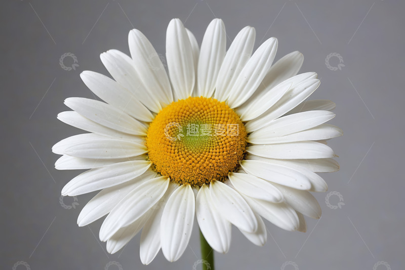 高清大图下载【趣麦麦图】白色雏菊特写