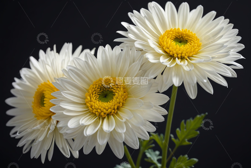 高清大图下载【趣麦麦图】三朵白色菊花特写