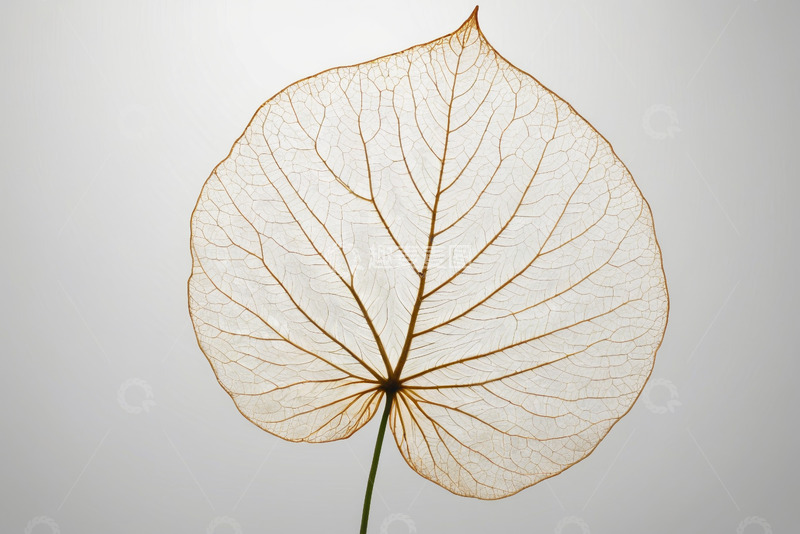 高清大图下载【趣麦麦图】透明叶脉特写植物素材