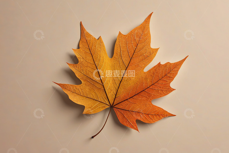 高清大图下载【趣麦麦图】黄色枫叶特写素材