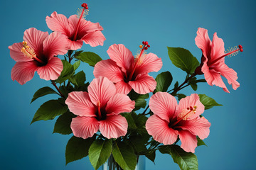 蓝色背景下的粉色芙蓉花